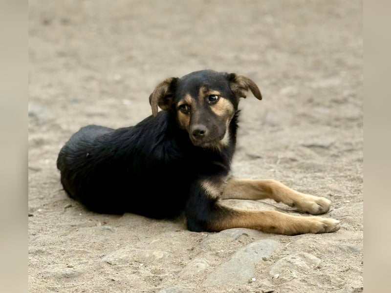 GERTI - Neugieriges und fröhliches Welpenmädchen sucht ihre Lieblingsmenschen