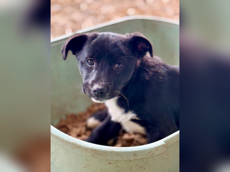 DARCY - Lebensfrohe Hündin wartet auf ihren Start ins Leben