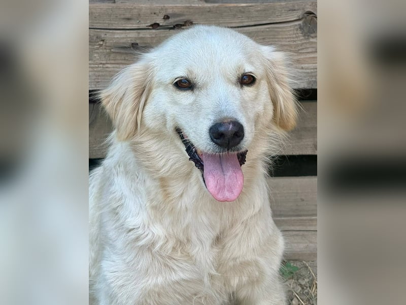 MARILYN - Freundliche und ruhige Seele wünscht sich einen liebevollen Platz zum ankommen