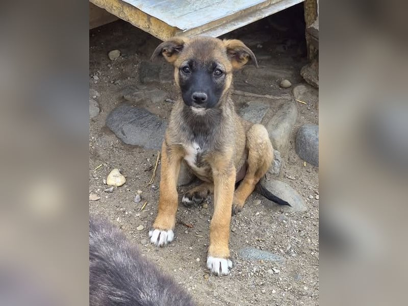 TILLY - Schüchternes Mädchen sucht ihre Familie
