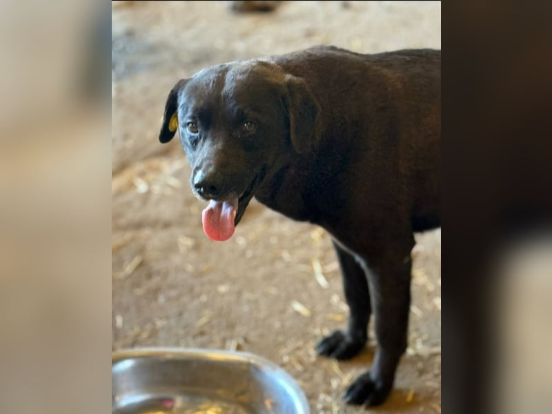 SUERTE - Superfreundlicher Bub wünscht sich liebevolle Familie