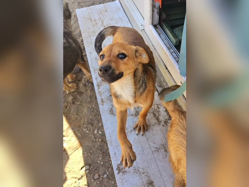 TINCHEN - Kleiner Sonnenschein sucht Für-Immer-Zuhause