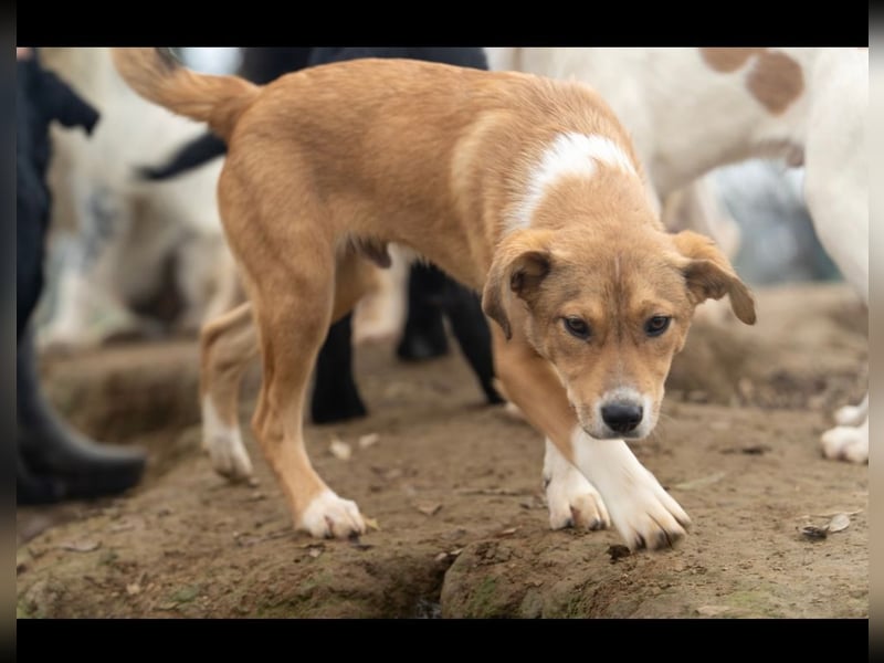 Barney wünscht sich seine Familie