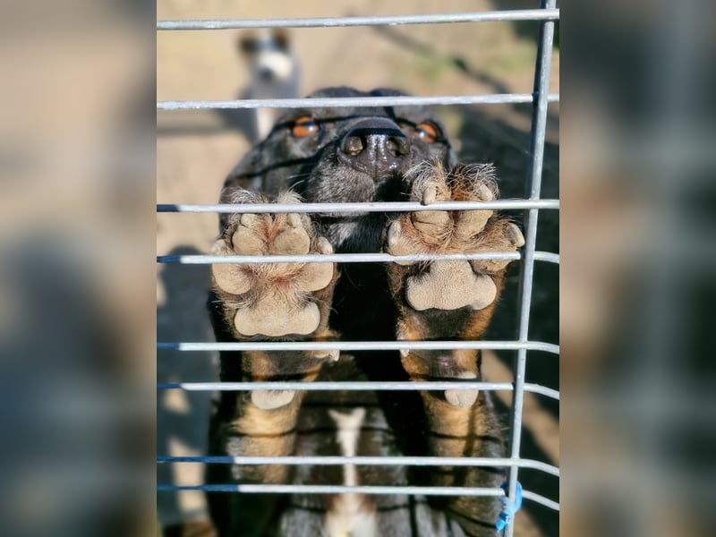 MELOU - freundliche und verschmuste Hündin wünscht sich sehnlichst ihr Zuhause