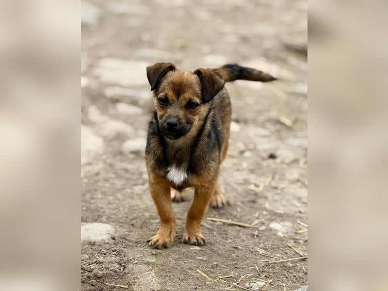 EMELY - Menschenbezogene Hündin sucht schönes Zuhause