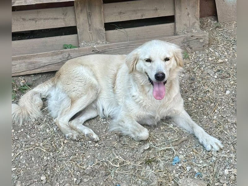 MARILYN - Freundliche und ruhige Seele wünscht sich einen liebevollen Platz zum ankommen