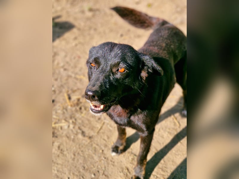 MELOU - freundliche und verschmuste Hündin wünscht sich sehnlichst ihr Zuhause