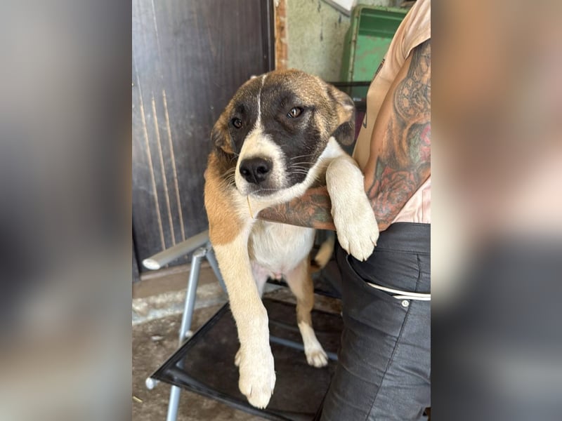 HEMINGWAY - Toller Junge sucht Familie für gemeinsame Abenteuer