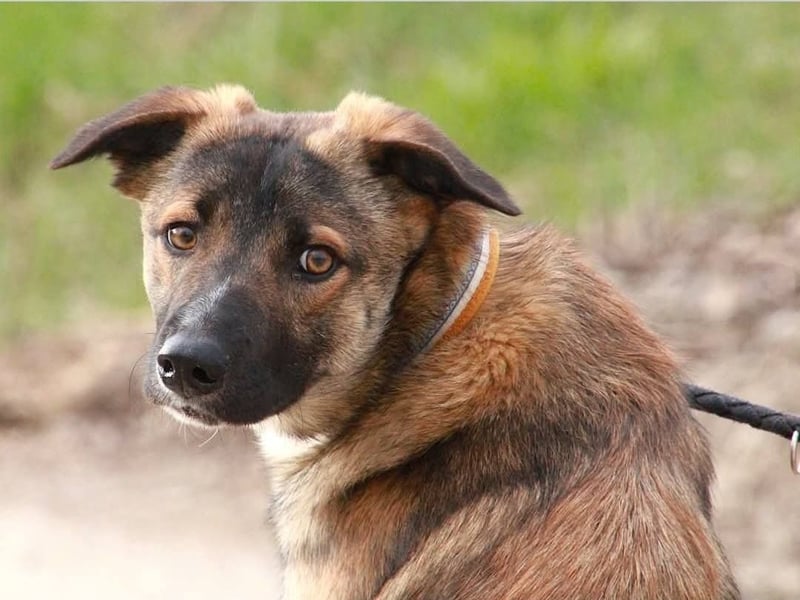 BOOTSMANN - Sucht erfahrene Menschen in 84152 Mengkofen