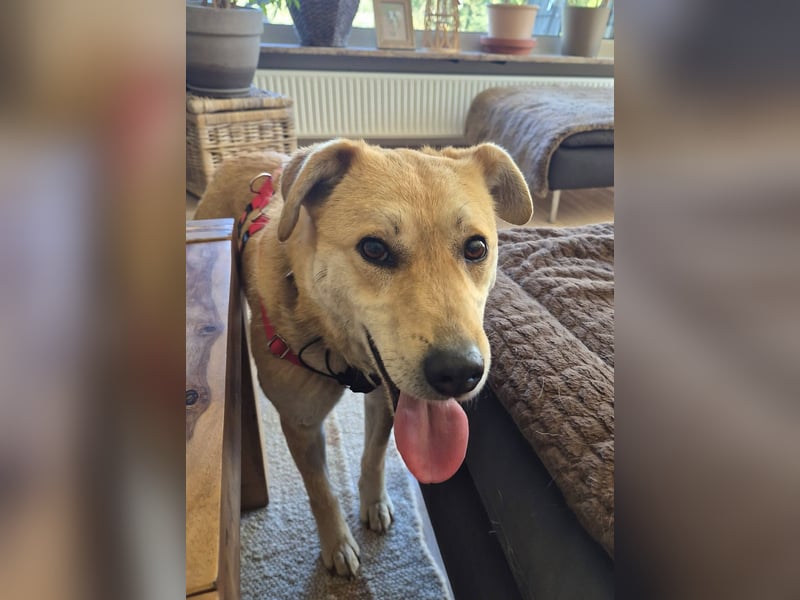 PEGGY - Sanfte und freundliche Hündin sucht ihren sicheren Hafen