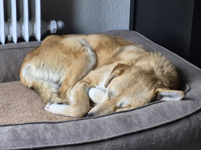 PEGGY - Sanfte und freundliche Hündin sucht ihren sicheren Hafen
