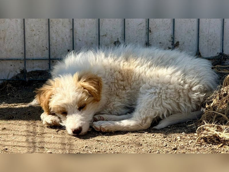 DOMINO - Aufgeschlossener, junger Mann sucht seine Lieblingsmenschen