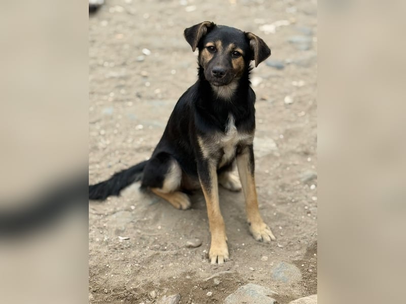GERTI - Neugieriges und fröhliches Welpenmädchen sucht ihre Lieblingsmenschen