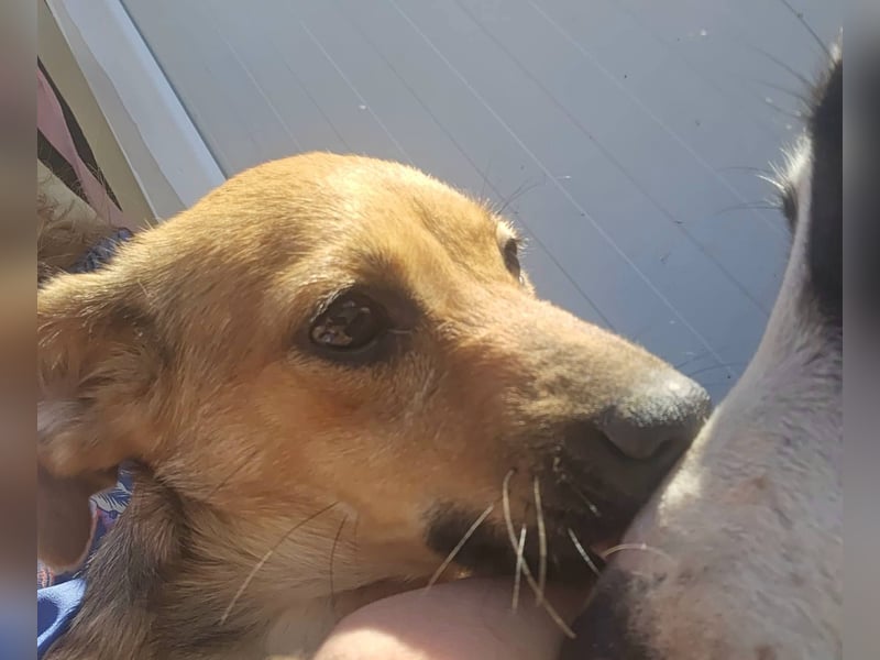 TINCHEN - Kleiner Sonnenschein sucht Für-Immer-Zuhause