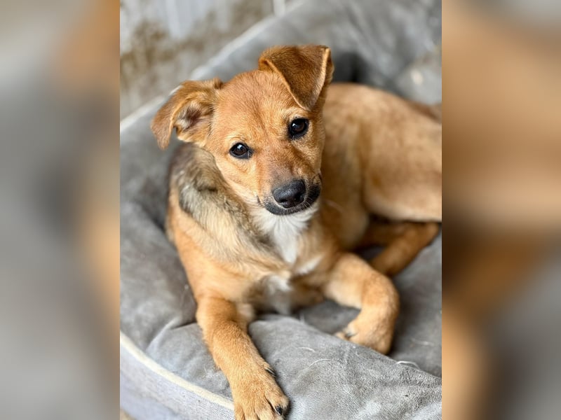 TINCHEN - Kleiner Sonnenschein sucht Für-Immer-Zuhause