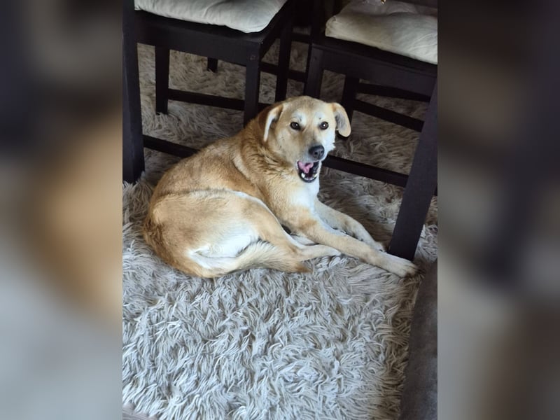 PEGGY - Sanfte und freundliche Hündin sucht ihren sicheren Hafen