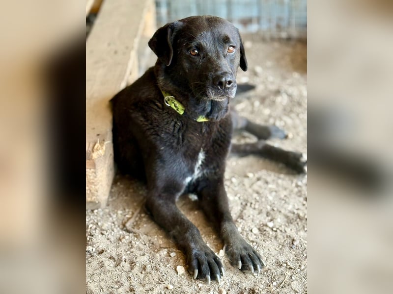 SUERTE - Notfellchen sucht Gnadenplatz