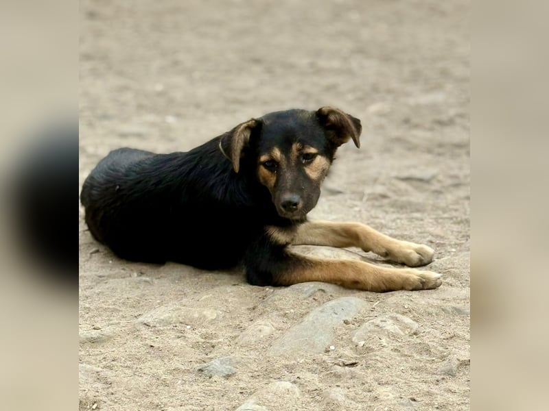 GERTI - Neugieriges und fröhliches Welpenmädchen sucht ihre Lieblingsmenschen