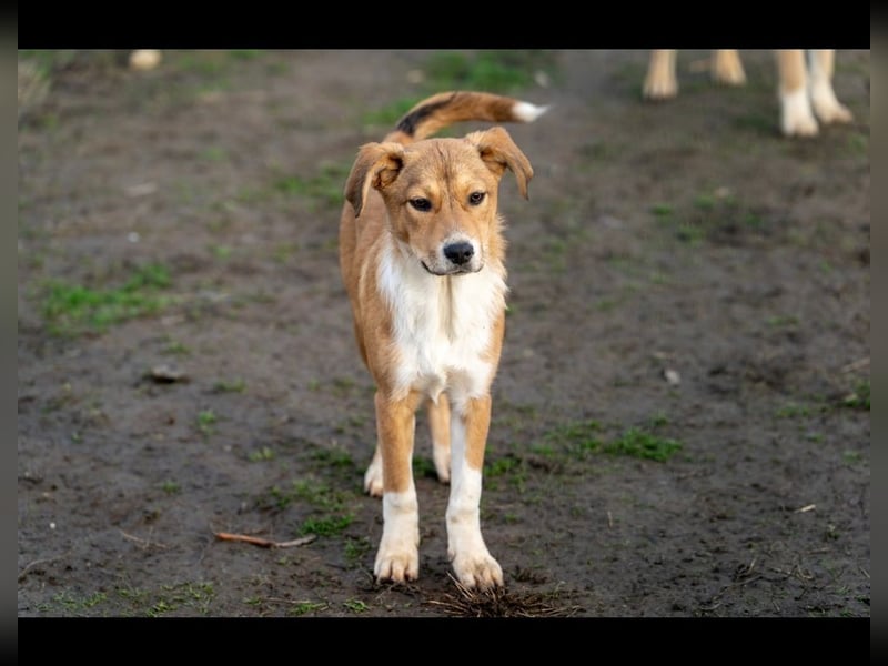 Barney wünscht sich seine Familie
