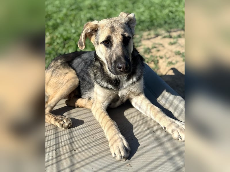 CHARLOTTE - Herzenshündin sucht dringend einen Gnadenplatz