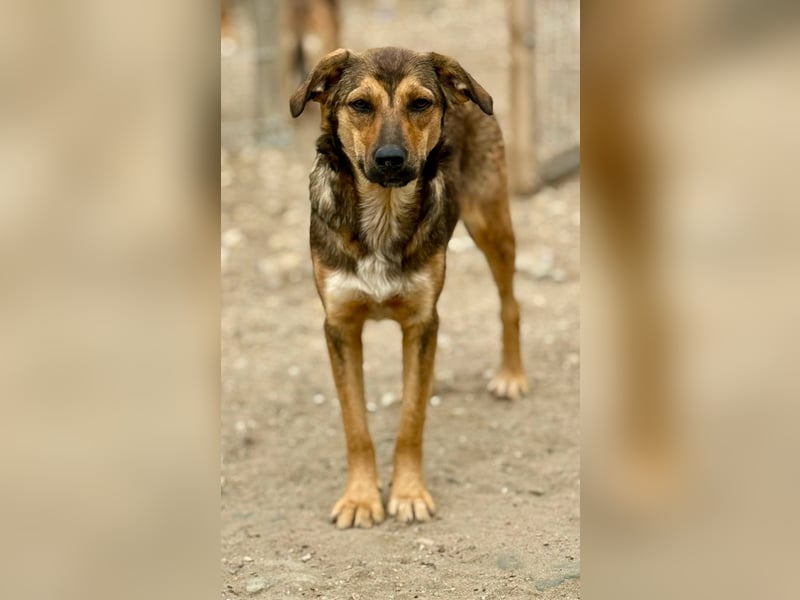 ALBINA - neugierige junge Hündin wünscht sich ein Zuhause bei lieben Menschen