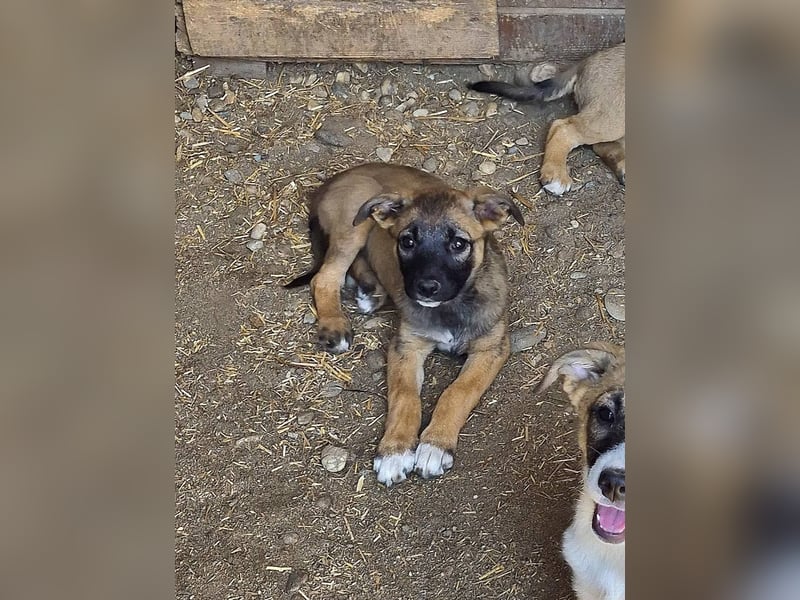 TILLY - Schüchternes Mädchen sucht ihre Familie