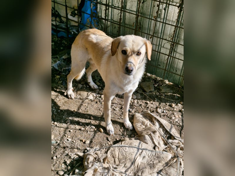 LORRAINE - super freundliche Maus wünscht sich aktive Familie