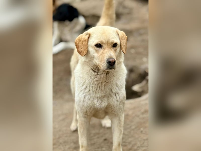 LORRAINE - super freundliche Maus wünscht sich aktive Familie