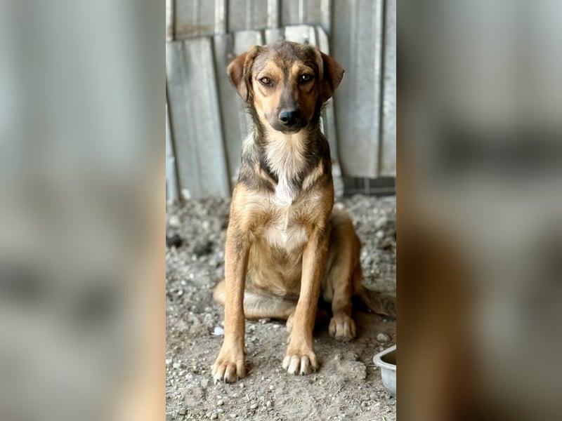 ALBINA - neugierige junge Hündin wünscht sich ein Zuhause bei lieben Menschen