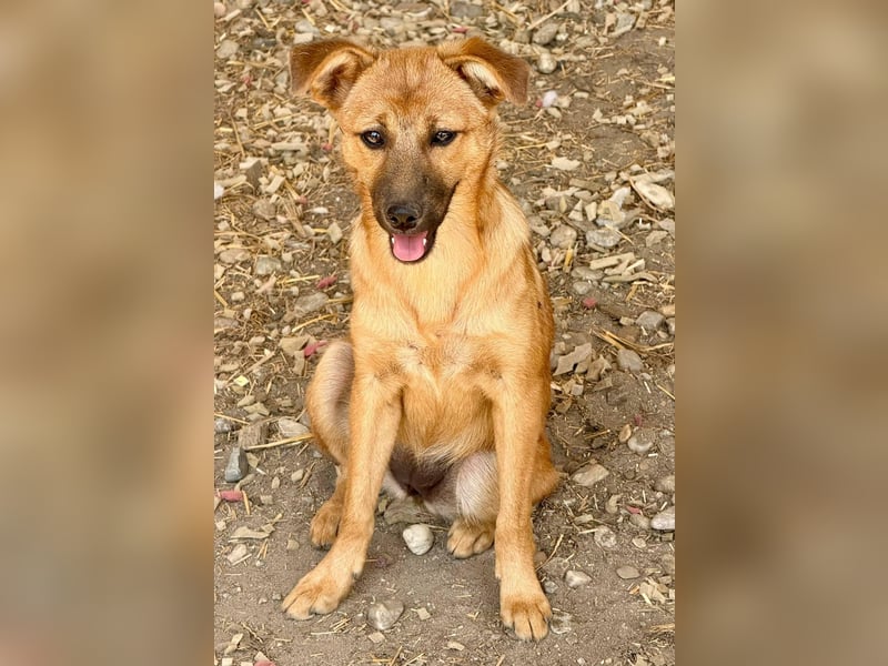 BENTE - Goldiges Mädchen sucht ihre Lieblingsmenschen