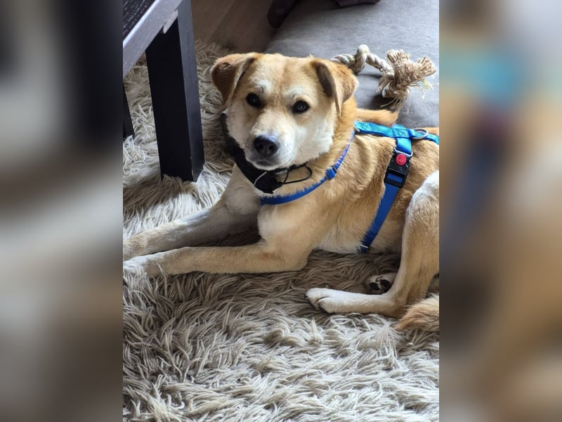 PEGGY - Sanfte und freundliche Hündin sucht ihren sicheren Hafen