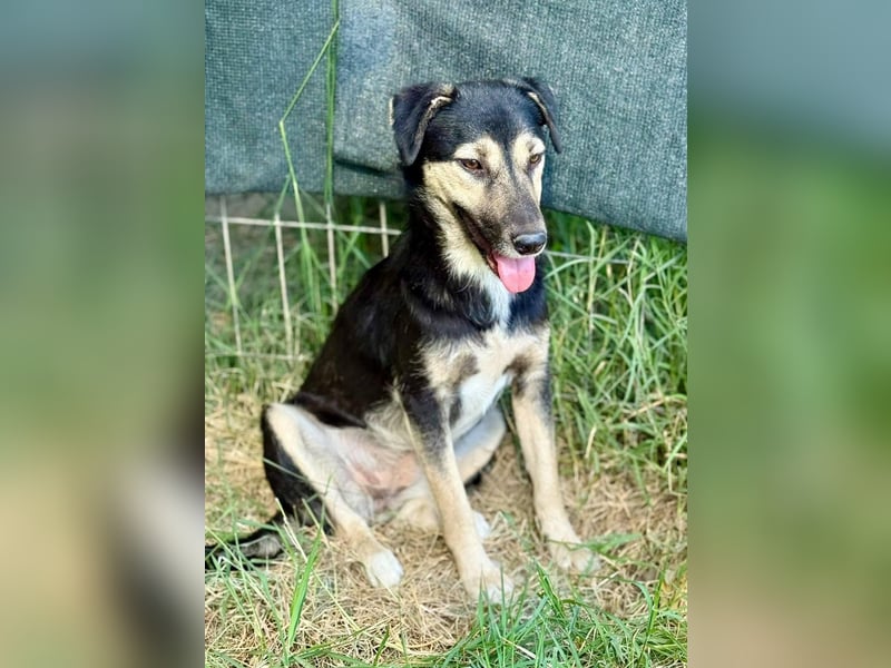 ZOEY - Traum-Hündin sucht aktive Menschen für gemeinsame Abenteuer