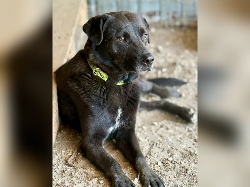 SUERTE - Notfellchen sucht Gnadenplatz