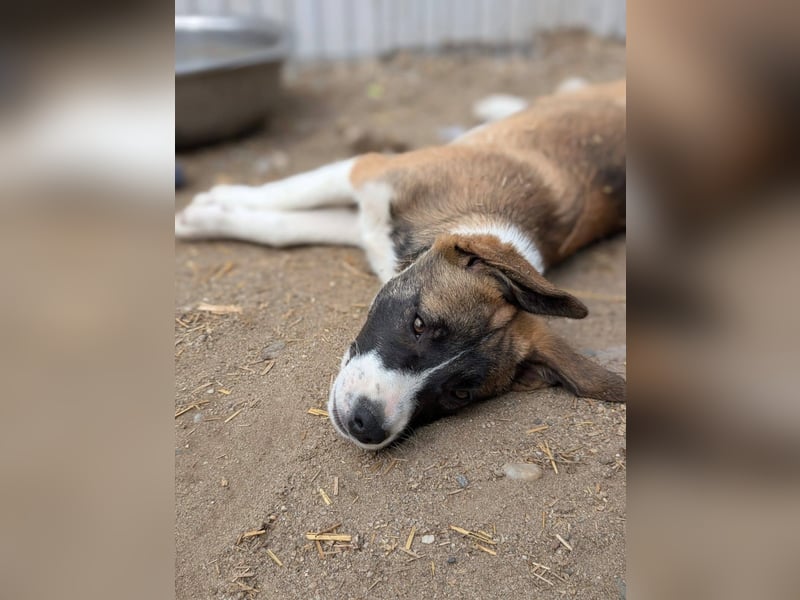HEMINGWAY - Toller Junge sucht Familie für gemeinsame Abenteuer
