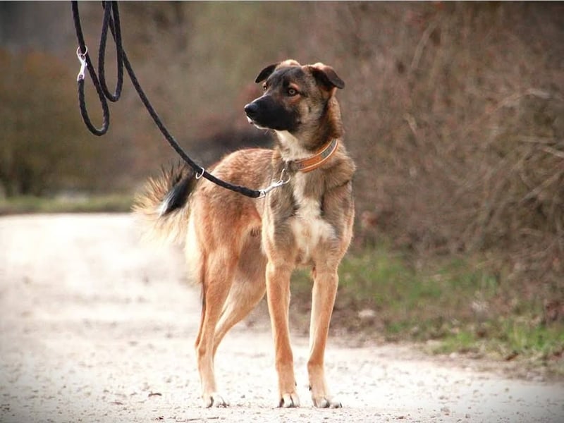 BOOTSMANN - Sucht erfahrene Menschen in 84152 Mengkofen