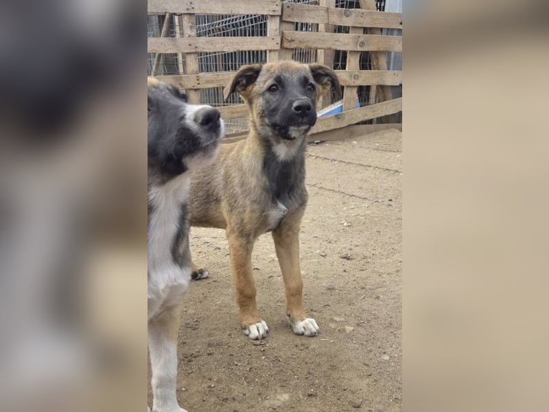 TILLY - Schüchternes Mädchen sucht ihre Familie