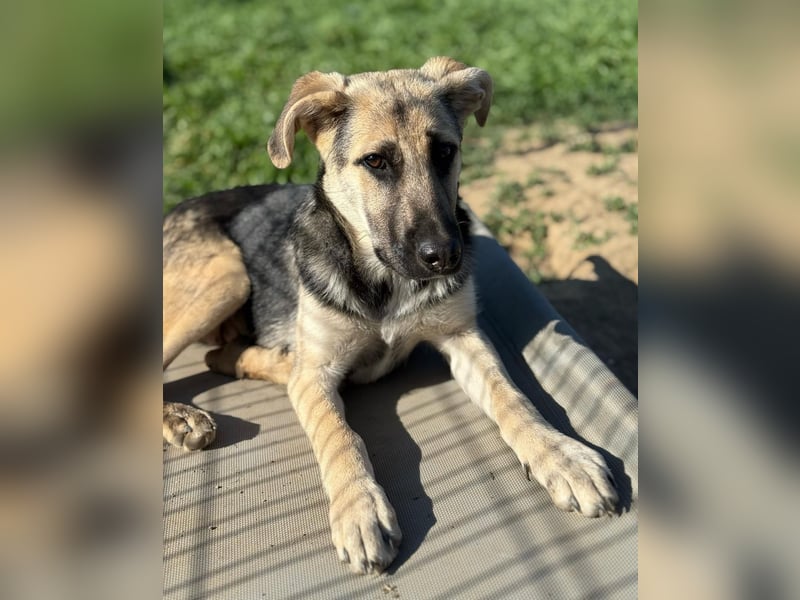 CHARLOTTE - Herzenshündin sucht dringend einen Gnadenplatz