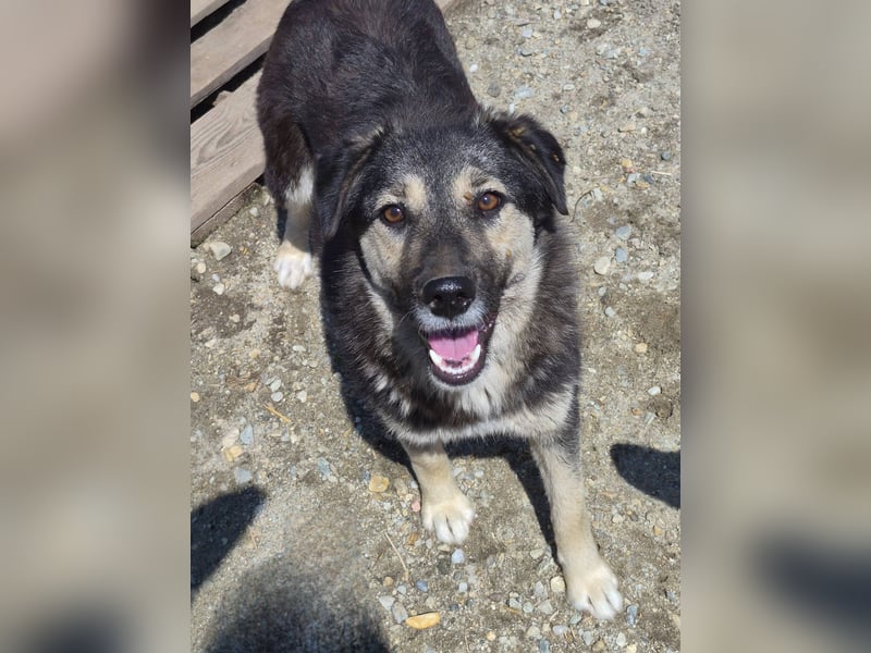 ZOEY - Traum-Hündin sucht aktive Menschen für gemeinsame Abenteuer