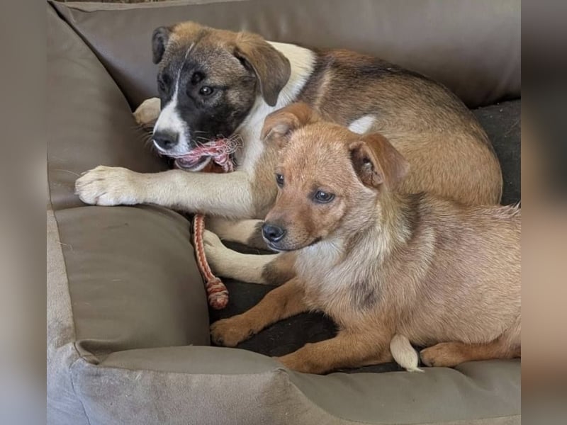 HEMINGWAY - Toller Junge sucht Familie für gemeinsame Abenteuer