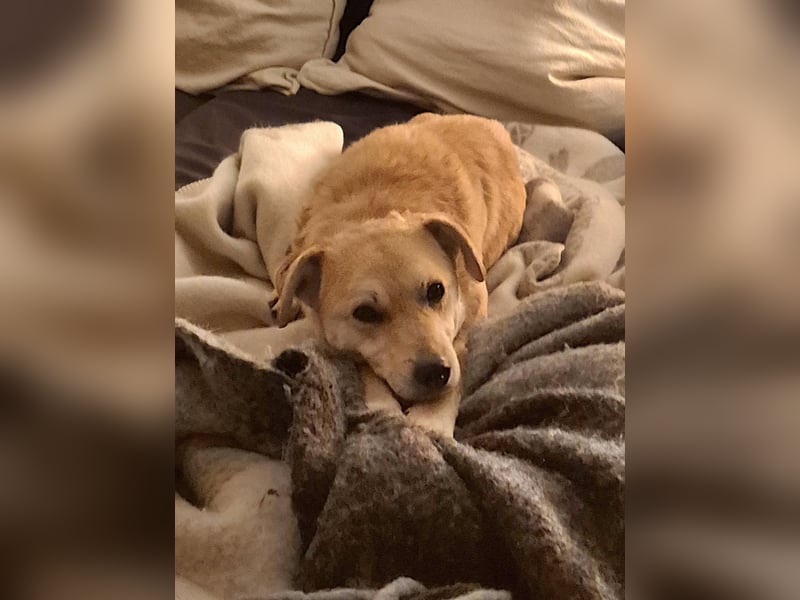 PEGGY - Sanfte und freundliche Hündin sucht ihren sicheren Hafen