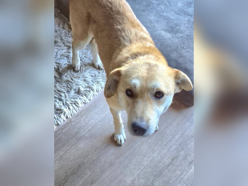 PEGGY - Sanfte und freundliche Hündin sucht ihren sicheren Hafen