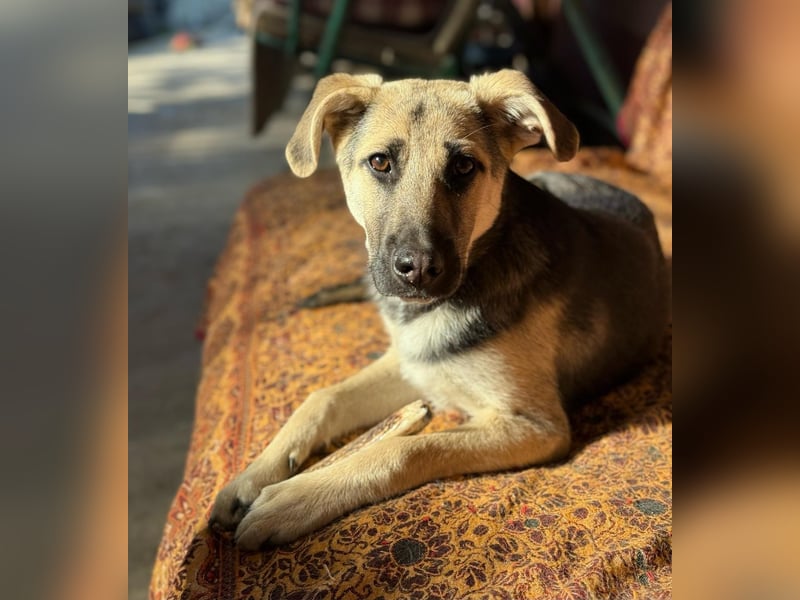 CHARLOTTE - Herzenshündin sucht dringend einen Gnadenplatz