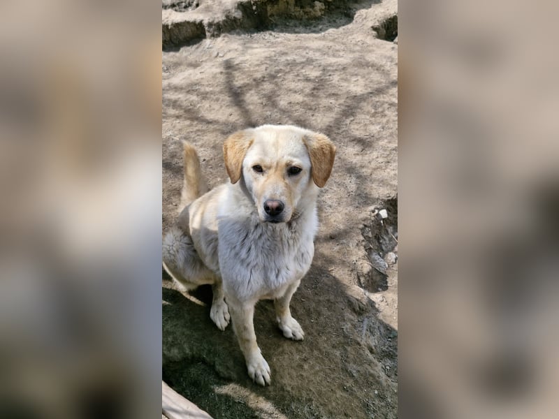 LORRAINE - super freundliche Maus wünscht sich aktive Familie