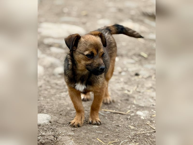 EMELY - Menschenbezogene Hündin sucht schönes Zuhause