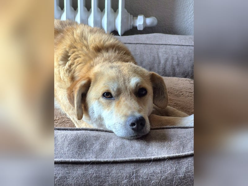 PEGGY - Sanfte und freundliche Hündin sucht ihren sicheren Hafen