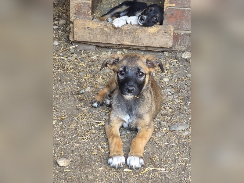 TILLY - Schüchternes Mädchen sucht ihre Familie
