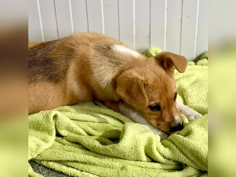 SANELA - Menschenbezogene Hündin wartet auf ihr Körbchen