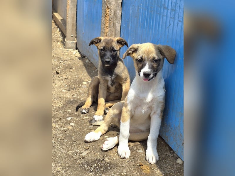 TILLY - Schüchternes Mädchen sucht ihre Familie