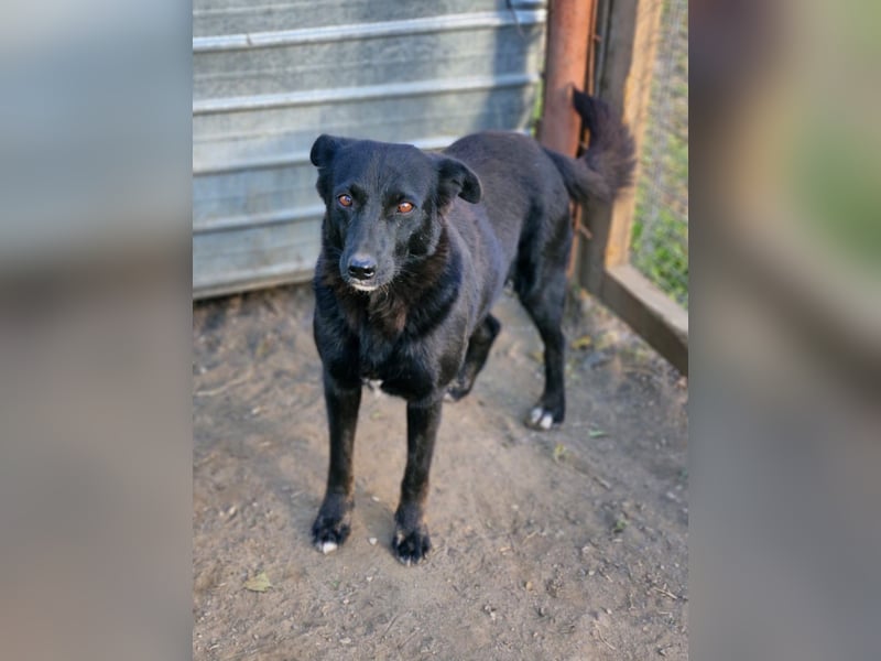 MELOU - freundliche und verschmuste Hündin wünscht sich sehnlichst ihr Zuhause