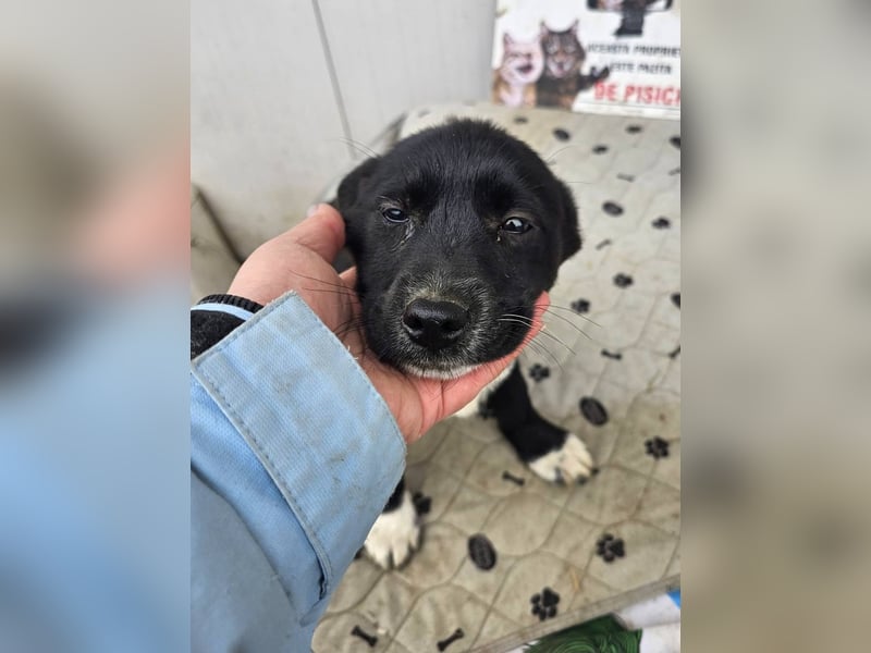 DARCY - Lebensfrohe Hündin wartet auf ihren Start ins Leben